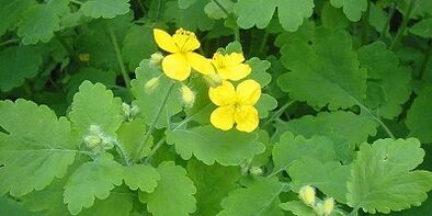 Behandlung von Nagelpilz an den Beinen Celandine